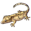 Crested Gecko: Dalmatian